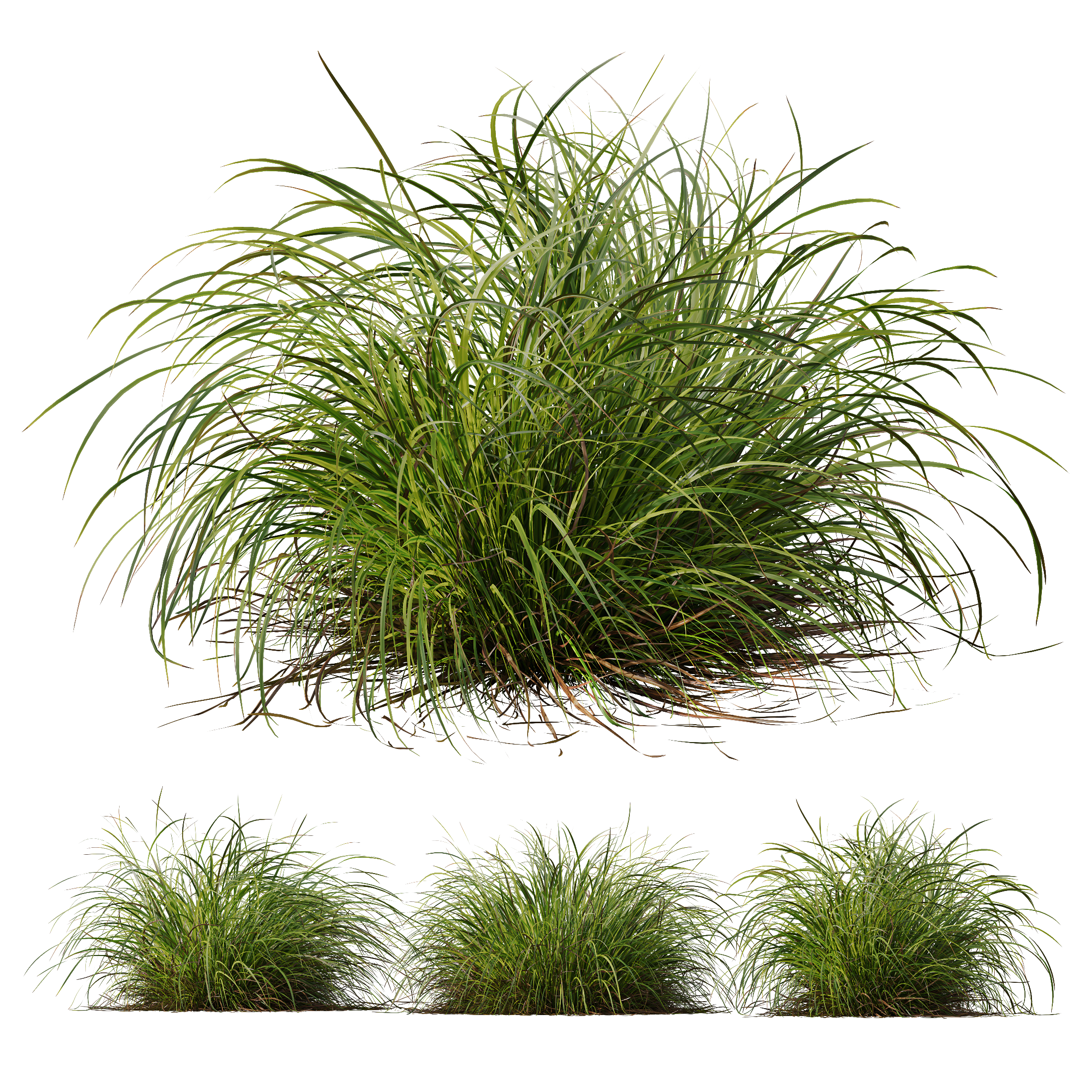 HQ Plants Carex Elata Aurea Grass Version2